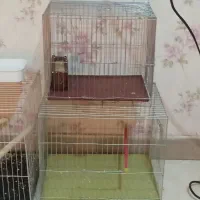 سهره بخون خوشرنگ|پرنده|تهران, زنجان جنوبی|دیوار