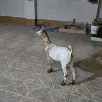 بز صلاله