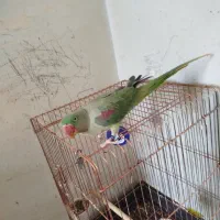 شاه طوطی ماده بدون عیب
