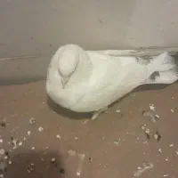 ۶کبوتر با دو تا تخم|پرنده|زارچ, |دیوار