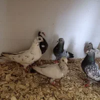 فروش جوجه کبوتر هیچ پر پرشی
