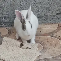 خرگوش سر حال و نازی سه عدد