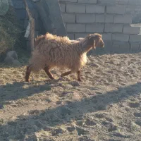 فروش گوسفند