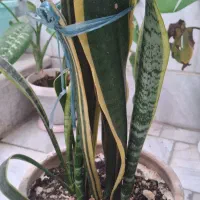 گل سانسوریا