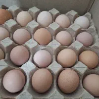 تخم مرغ رسمی