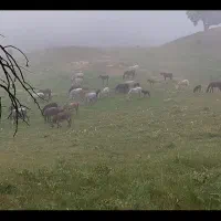 اسب مادیون قاطر