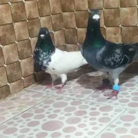 کبوتر غریب گیری|حیوانات|گالیکش, |دیوار