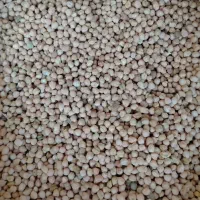 نخود دیم درجه ۱