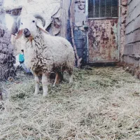 بره خوب سر پا