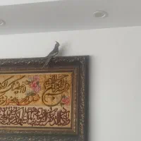 عروس تازه دانخور زیر قیمت