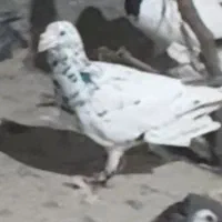 کفتر گم شده