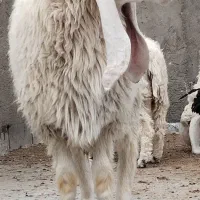 گوسفند کامورایی