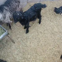 بزغاله شیری