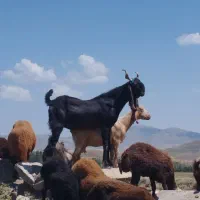 بز نر پاکستان 3ساله