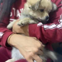 توله پامر معاوضه|سگ|رباط‌کریم, رباط‌کریم|دیوار