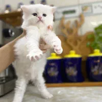 توله بریتیش اصیل