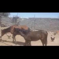 فروش اسب کردمادیون وکره|اسب و تجهیزات اسبسواری|سیرجان, |دیوار