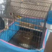 سره و قناره|پرنده|فردیس, شهرک شهید حسینی|دیوار