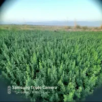 بیده  نیمه خشک زیر قیمت بازار