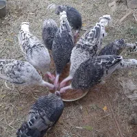 بوقلمون محلی وقو|حیوانات مزرعه|قزوین, |دیوار