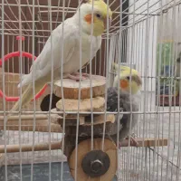 جفت عروس هلندی با تخم