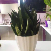 گلهای آپارتمانی سرحال و شاداب