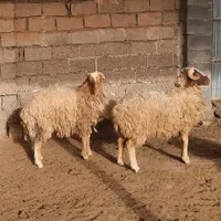 دو عدد بره نر دو ساله سالم وپر گوشت|حیوانات مزرعه|کرخه, |دیوار