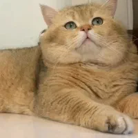 گربه نر ny11 جهت جفتگیری