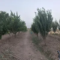 فروش فوری باغ علی آباد کلنگان