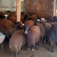 بره کشتاری نر