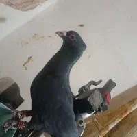 زاغ کاکل|پرنده|زهک, |دیوار