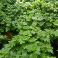 گیاه داوودی|گل و گیاه طبیعی|تهران, عباس‌آباد|دیوار