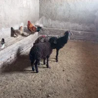 میش زایده