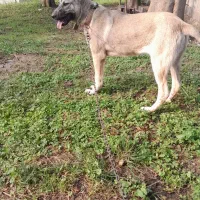 توله سگ سرابی