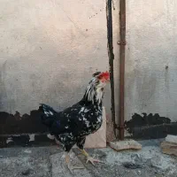 خروس