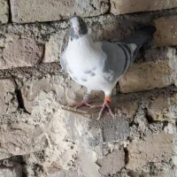 کبوتر پرنده