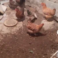 ۵عدد مرغ جوان دم تخم بعضی ها هم تخم میکنن