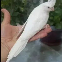 جوجه عروس هلندی تازه دونخور نژاد سخنگو