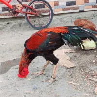 خروس|حیوانات مزرعه|میناب, |دیوار