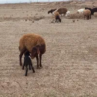 یه عددمیش۱۱۱۱۱۱۱۱۱۱|حیوانات مزرعه|عطاملک, |دیوار