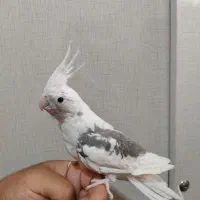 عروس هلندی