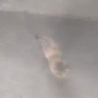 قیمت توافقی|گربه|کرمان, |دیوار