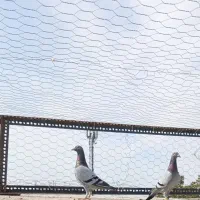 کبوتر نژاد