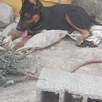 دو توله سگ دوبرمن اصل|سگ|مشهد, میان ولایت|دیوار