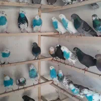 کبوتر پرشی