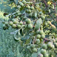 تولید نهال ارقام نهال گردو پیوندی