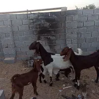 بز مطفل|حیوانات مزرعه|خرمشهر, |دیوار