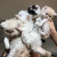 بریتیش گلدن وایت|گربه|چهاردانگه (تهران), |دیوار