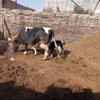 گاو شیری با گوساله نر|حیوانات مزرعه|هریس, |دیوار