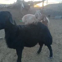 شیشک قوچ چینی درشت و هیکل|حیوانات مزرعه|تربت جام, جامی|دیوار